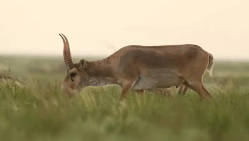 Строительство трассы "Центр-Запад" может уничтожить популяцию сайгаков