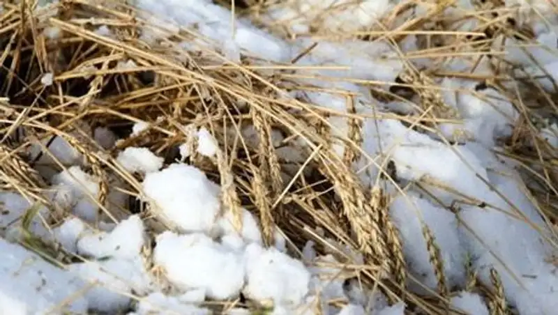 Из-за летнего топлива техника не может работать на полях Костанайской области