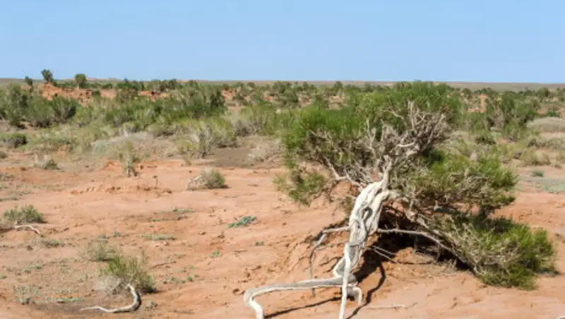 В Казахстане продлили запрет на вырубку саксаула