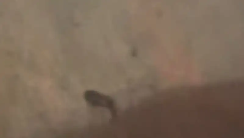 Лягушки, черви, рыба: жители села в Алматинской области страдают от грязной воды