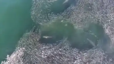 Zakon.kz, фото - Новости Zakon.kz от 28.08.2017 17:42