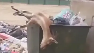 Тушу краснокнижного животного нашли в мусорке в Жанаозене