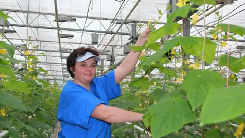 Алматинская область налаживает сотрудничество с голландскими компаниями