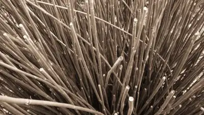 © Flickr/daniel, фото - Новости Zakon.kz от 01.05.2018 08:11