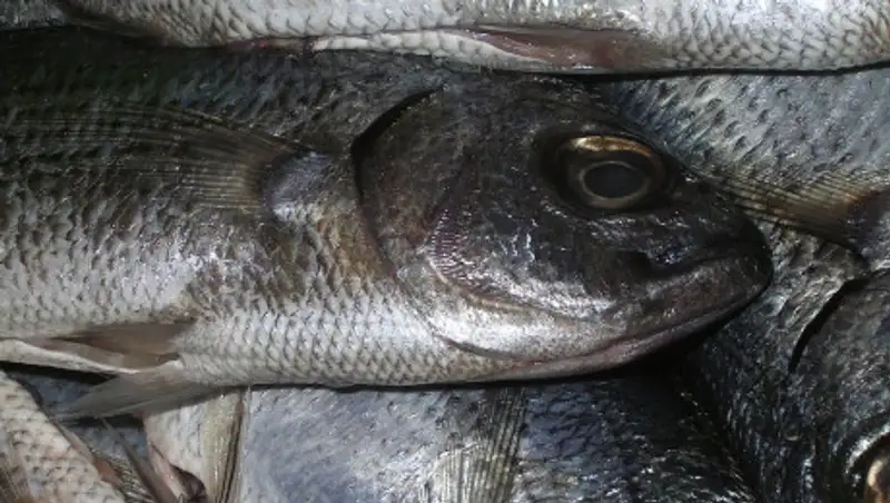 Гибель рыбы в Урале расследует МВД