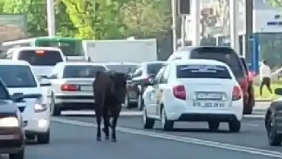 алматы, дорога, корова, видео, фото - Новости Zakon.kz от 18.04.2022 14:02