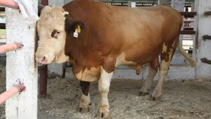 Казахстан снял ограничения на ввоз животноводческой продукции из Украины