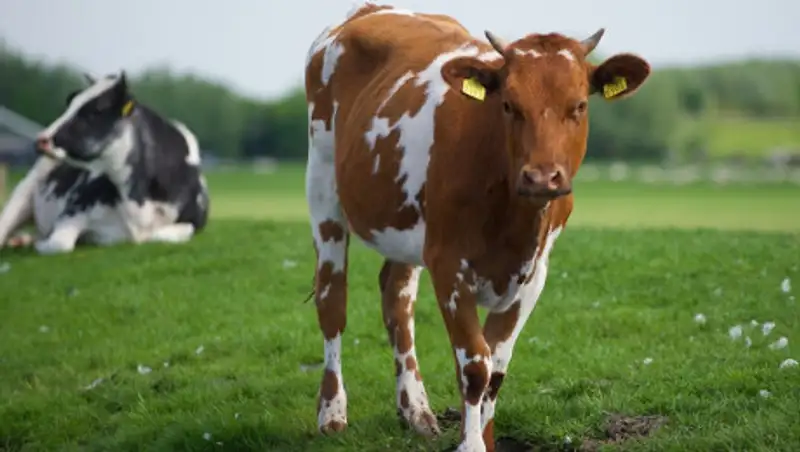 11 смарт-ферм функционируют в Алматинской области