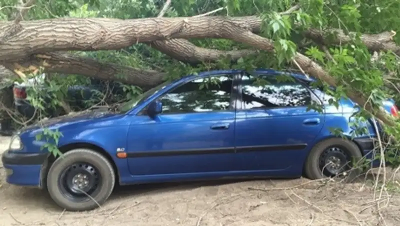 В Кокшетау дерево упало на автомобиль