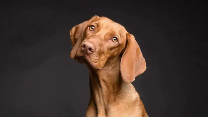 В Туркменистане уничтожают бездомных животных для борьбы с коронавирусом