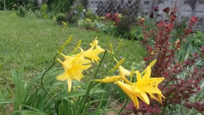 Cтраховая заплатила более 400 тыс тенге за несчастный случай в огороде