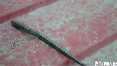 Zakon.kz, фото - Новости Zakon.kz от 16.07.2015 23:13