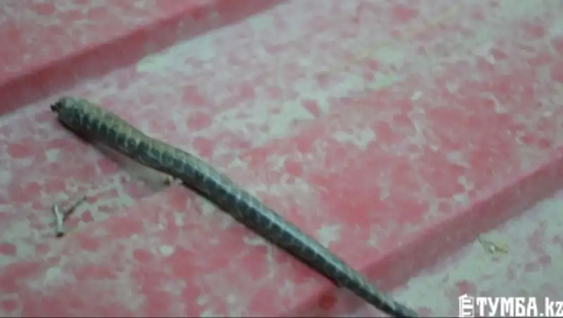 Змею обнаружила жительница Актау у себя в ванной