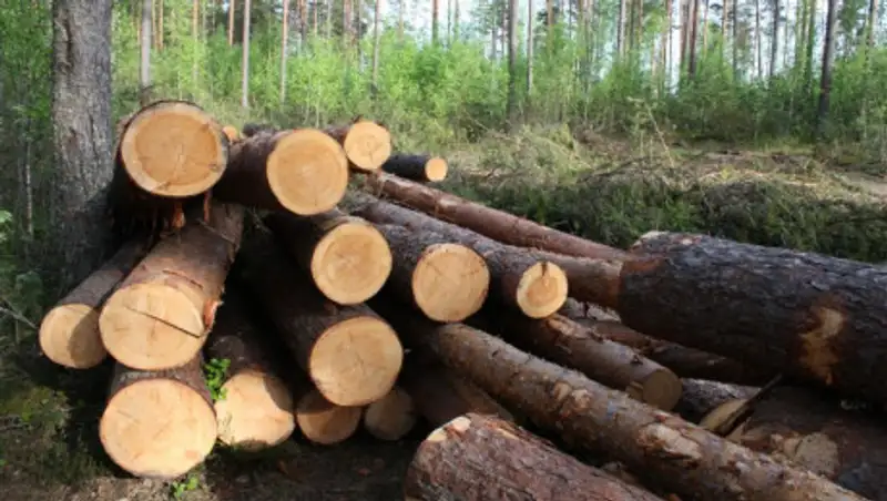 Алматинца, вырубившего сотню деревьев у Кок-Тобе, обязали посадить тысячу новых