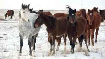 Zakon.kz, фото - Новости Zakon.kz от 03.12.2014 20:06