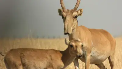 inform.kz, фото - Новости Zakon.kz от 11.02.2020 11:53