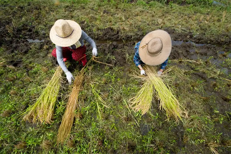 Урожай 2013, фото - Новости Zakon.kz от 07.11.2013 19:46