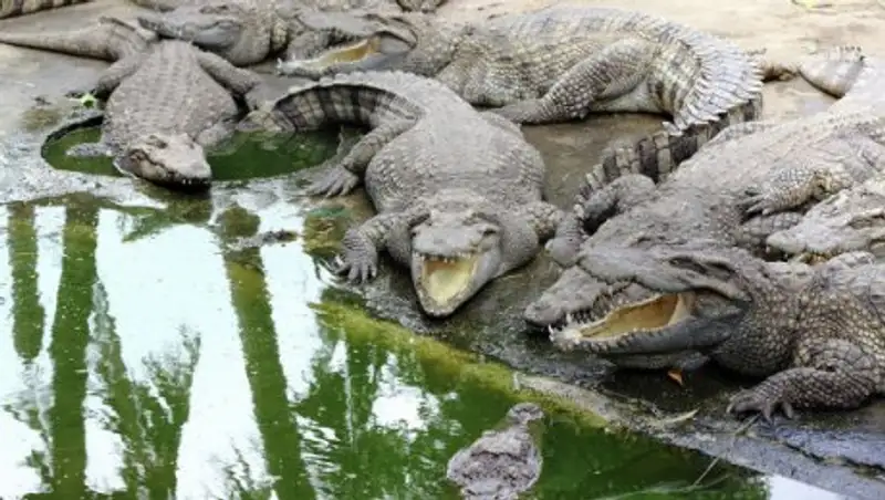 Во Флориде спасатели продолжают искать мальчика, которого утащил аллигатор