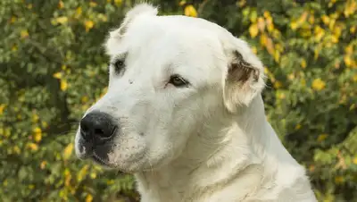 Собака напала на прохожих в Павлодаре, фото - Новости Zakon.kz от 21.08.2022 12:43