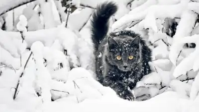 Zakon.kz, фото - Новости Zakon.kz от 21.02.2017 12:00