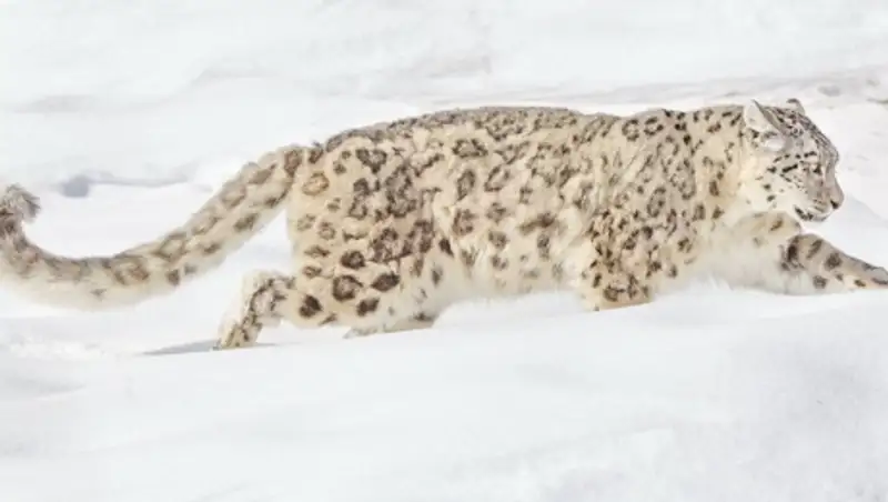 Снежного барса убил охотник на Иссык-Куле