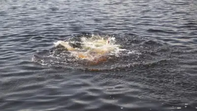 news.1777.r, фото - Новости Zakon.kz от 21.06.2020 16:44