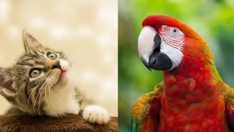 Кошку и попугая хотят выселить из квартиры