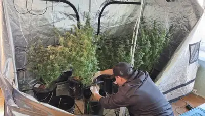 марихуана, фото - Новости Zakon.kz от 04.06.2022 20:03