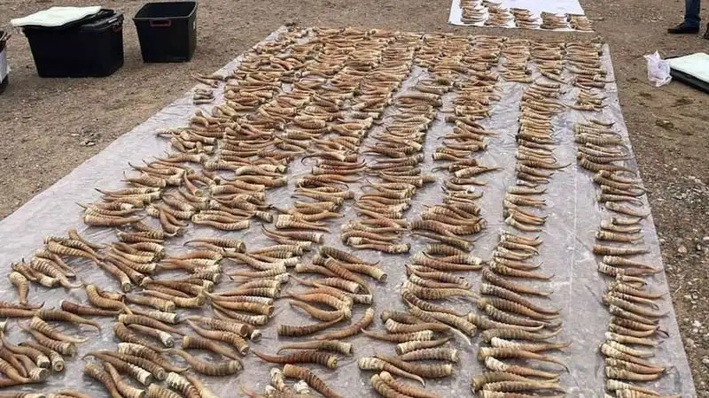 465 рогов сайги изъяли у жителя ЗКО