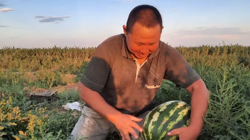 "Половину урожая убили заморозки": с какими трудностями столкнулись фермеры, выращивающие арбузы и дыни