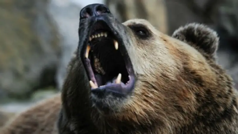 Медведь напал на двух детей в приморском селе Амгу