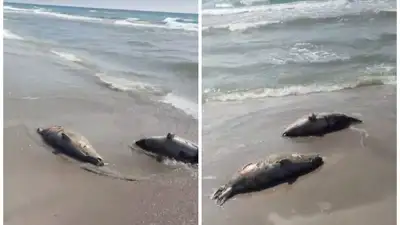 гибель тюленей, фото - Новости Zakon.kz от 28.06.2023 21:32