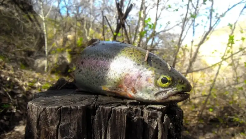 26 случаев браконьерства за 5 дней выявлено в Алматинской области