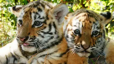 ©estaev2012, фото - Новости Zakon.kz от 13.03.2020 22:25