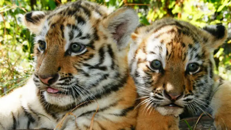 Алматинский зоопарк временно закрыли