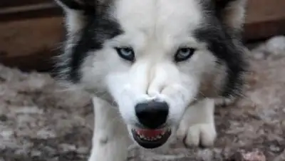 tltTimes.ru, фото - Новости Zakon.kz от 21.08.2018 01:54