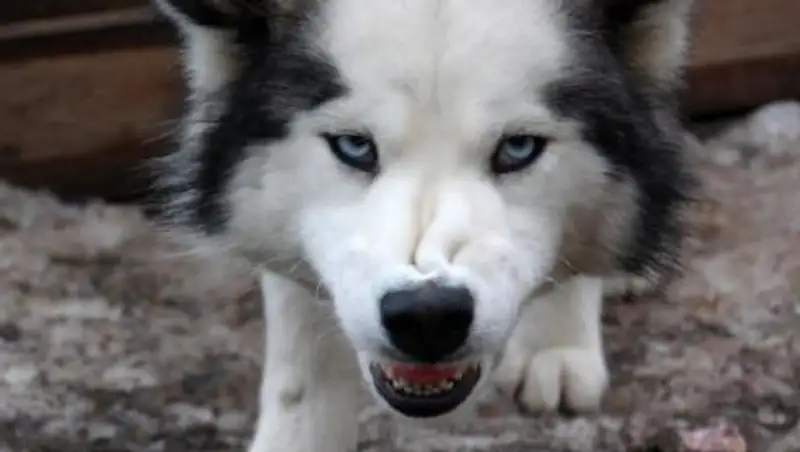 Полиция разыскивает хозяйку пса, вцепившегося в лицо модели