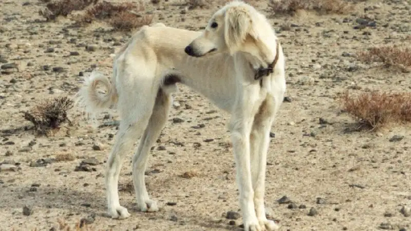 Токаев дал поручения по сохранению тазы и тобет