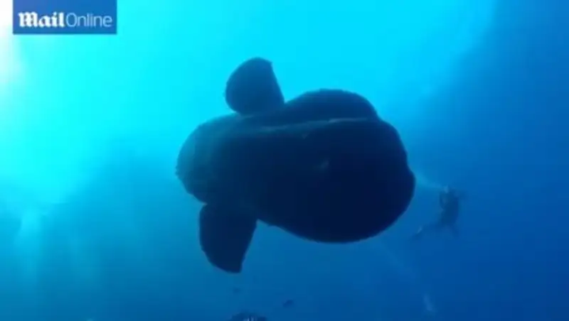 Австралийская студентка обнаружила самую тяжелую в мире рыбу