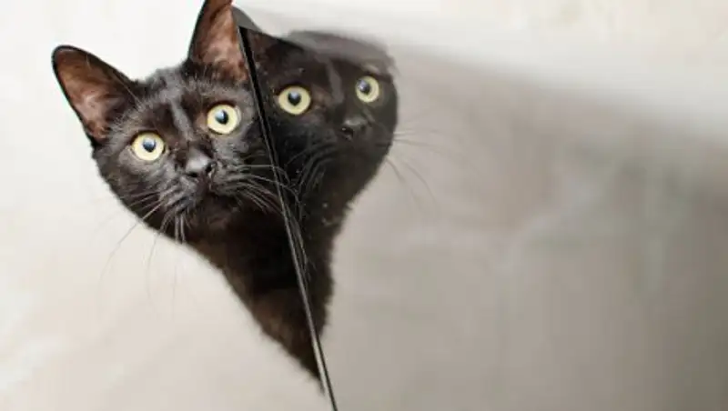 Канадка случайно отправила кота по почте