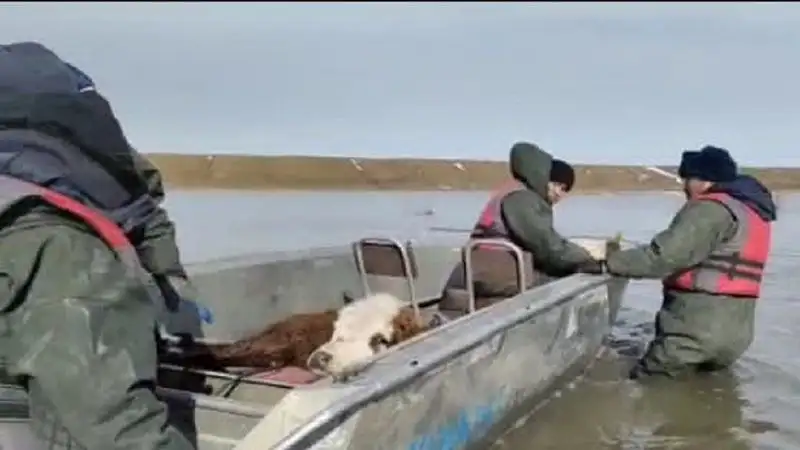 Боле ста голов скота спасли из разлившейся реки в Актюбинской области