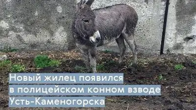 yk1kz, фото - Новости Zakon.kz от 12.10.2020 15:05