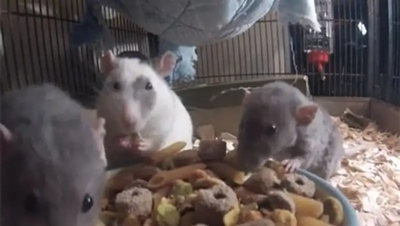 Великобританию атакуют устойчивые к ядам гигантские крысы