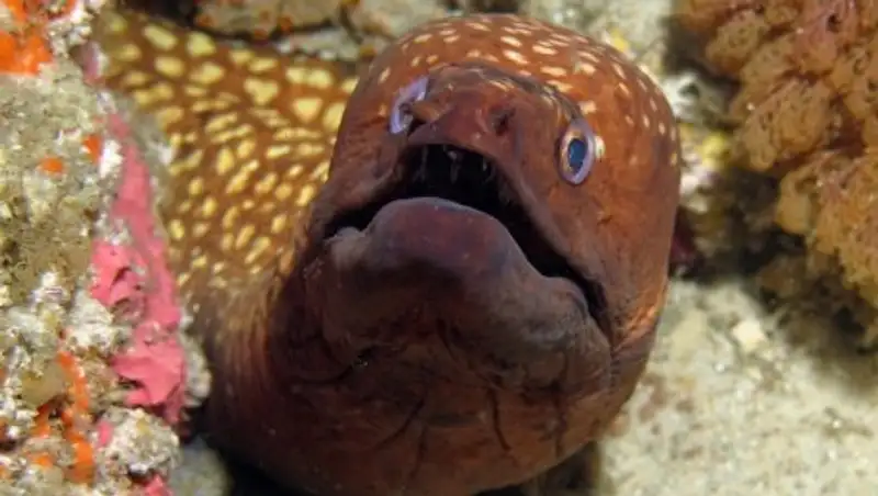 В Китае врачи извлекли из ануса мужчины полуметрового угря