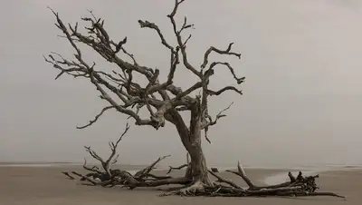 дерево, фото - Новости Zakon.kz от 07.02.2022 11:29