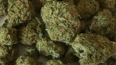 Изъятие 40 кг в Нур-Султане, фото - Новости Zakon.kz от 28.06.2022 18:42