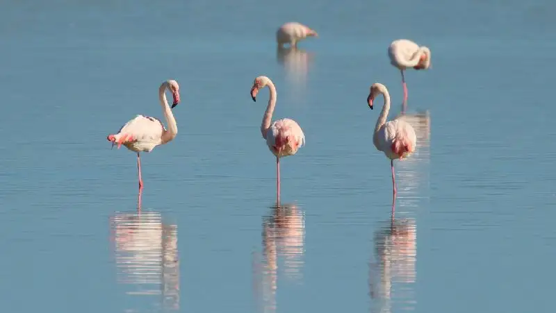 «Тест фламинго» предсказывает продолжительность жизни