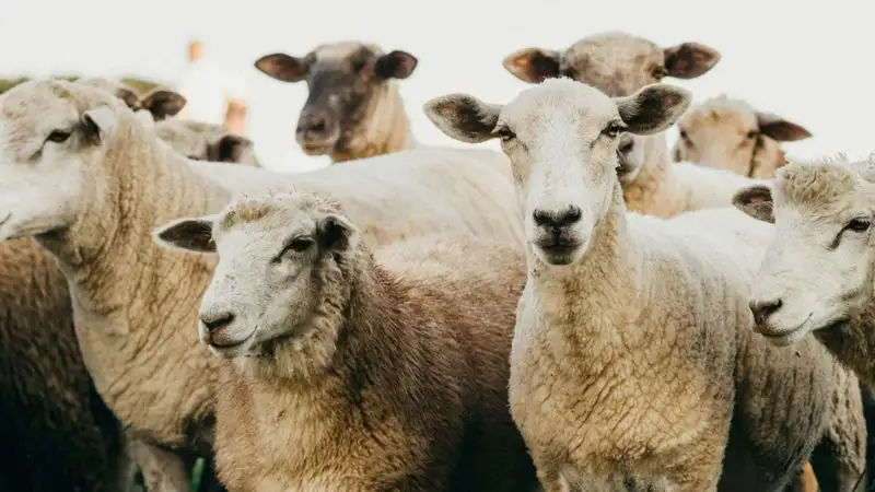 Карантин собираются объявить ветврачи ВКО