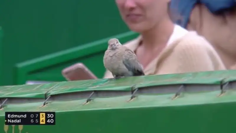 Наглый голубь прервал теннисный матч с участием Надаля