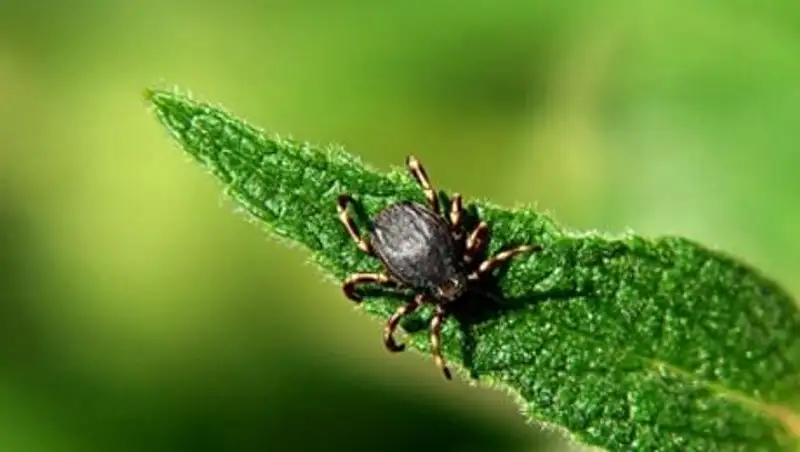 Более 700 кызылординцев с начала года обратились к врачам с укусами клещей